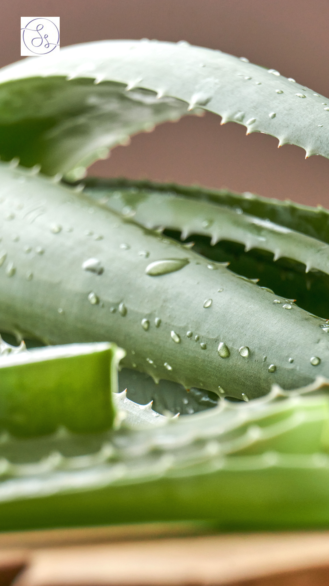 Aloe Vera for skin - Dr Sanyogita Singh