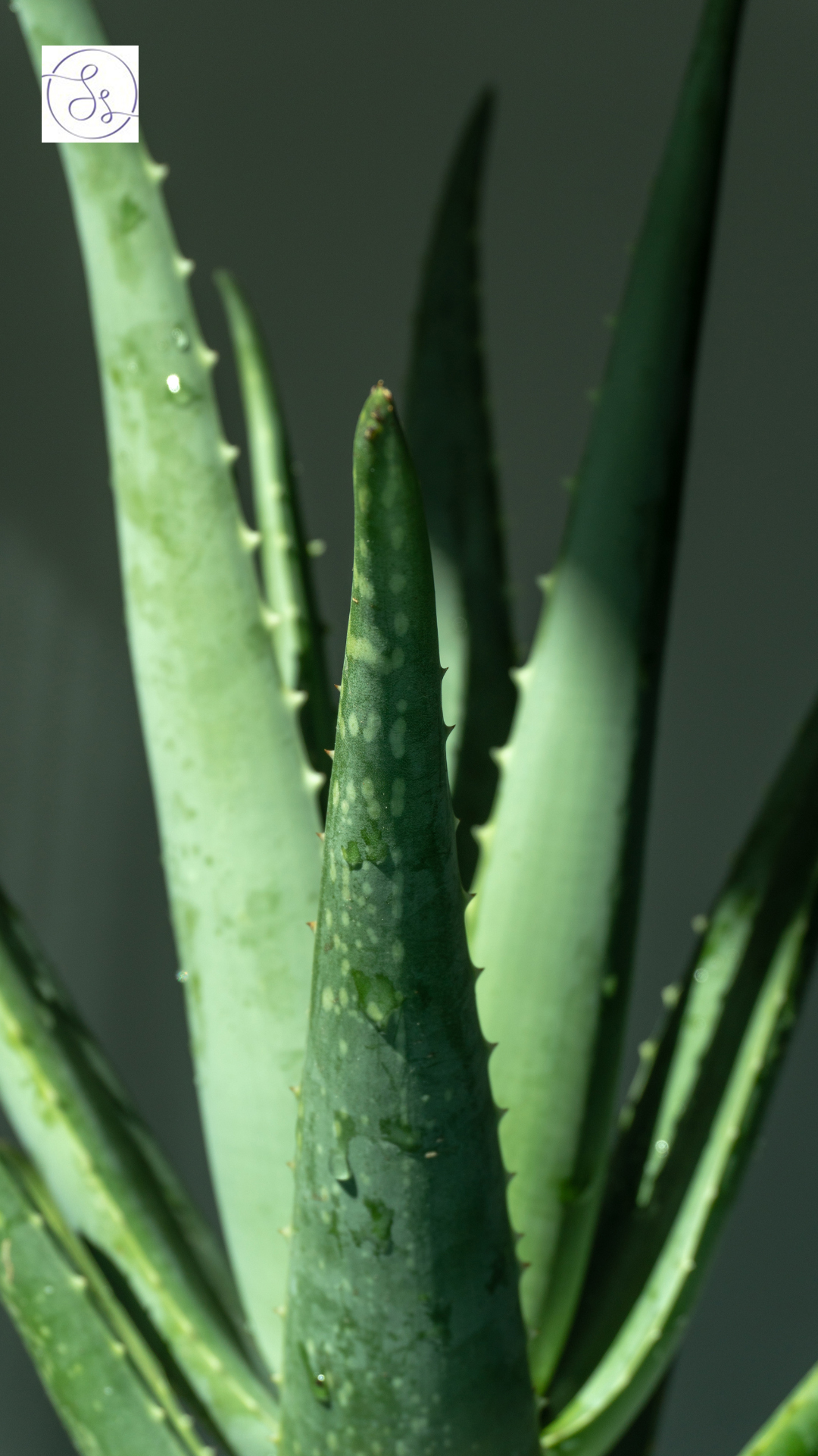 7 Magical Results of Applying Aloe Vera Daily on Skin