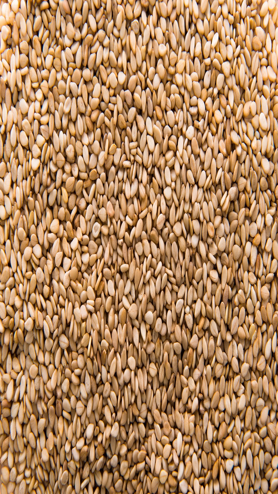 Sesame seeds are rich in omega-3 fatty acids - Dr Sanyogita Singh