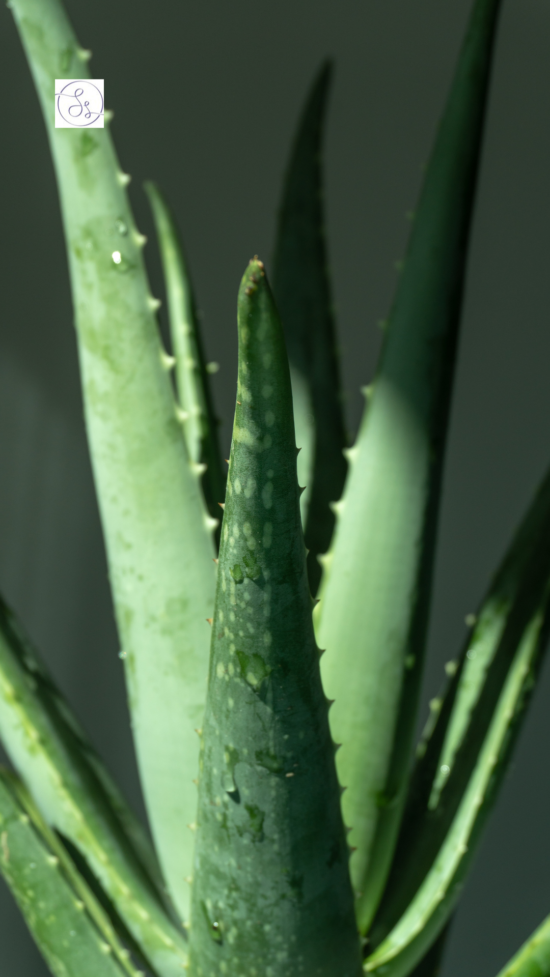 7 Magical Results of Applying Aloe Vera Daily on Skin